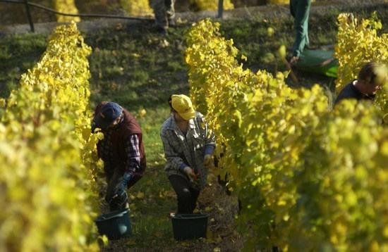 全球葡萄酒總產量下降8.2%，2018葡萄酒漲價已成定勢